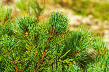 Needles of shrub Dwarf Stone Pine Pinus Pumila. Close-up view of natural floral background. Natural medicinal plant used in traditional and folk medicine. Beautiful Christmas mood.