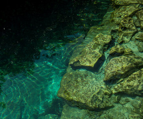 A cenote is a natural pit, or sinkhole, resulting from the collapse of limestone bedrock that...