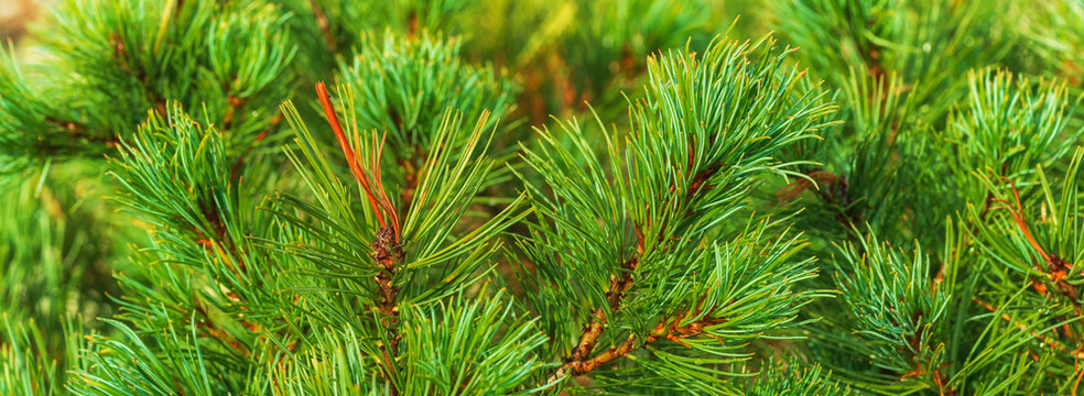 Needles of shrub Japanese Stone Pine Pinus Pumila. Natural medicinal plant used in traditional and folk medicine. Close-up view banner for design, colorful natural floral background. Christmas mood.