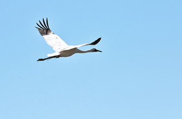 Obraz premium Whooping Crane Flying