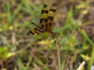 dragonfly on the grass