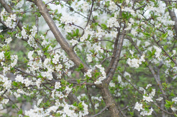 Branches of blossoming apricot macro
