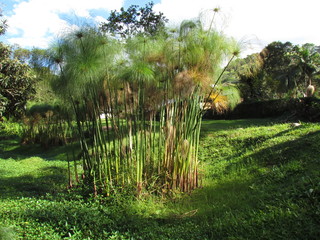 Specimen of Paper reed - Cyperus papyrus - It is an herbaceous, originally from Africa, that grows...