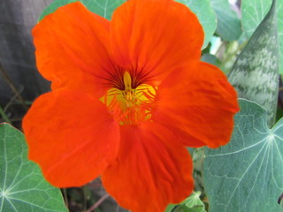 Fototapeta premium Garden Nasturtium - Tropaeolum majus - Common species in the mountainous areas of the Atlantic Forest