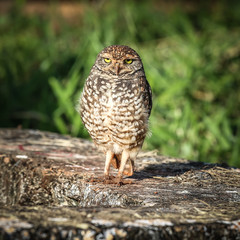 burrowing owl