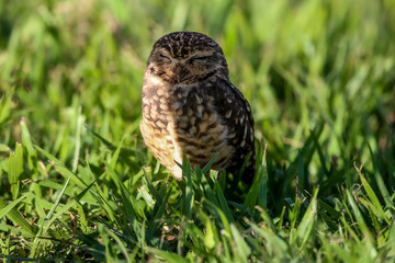 burrowing owl