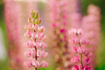 Flowers lupins close-up. Green manure crop. Wildflower blooms in the garden. spring flowering. Blooming field in springtime. Summer freshness.