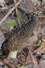 Wild Black Morels edible mushrooms on forest floor