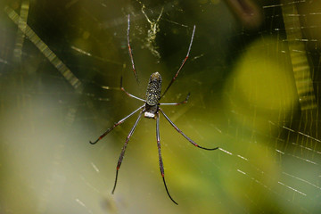 spider on the web