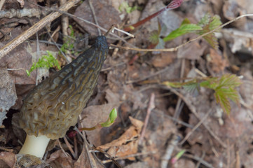 Wild Black Morels edible mushrooms on forest floor