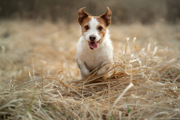 the dog runs in the field. Active pet in nature. Little Jack Russell Terrier