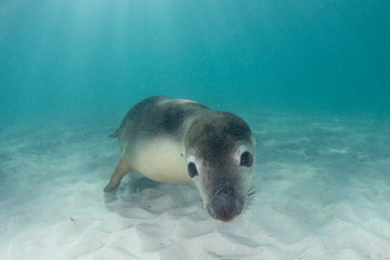 Australian Sea Lion underwater portrait photo	