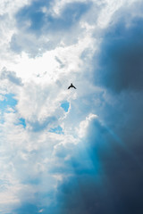ave volando a contraluz de un cielo con mucho brillo y sombras
