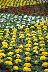 Yellow Flowers in Nature