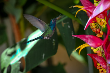 hummingbird and flower