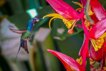 hummingbird © Abelardo