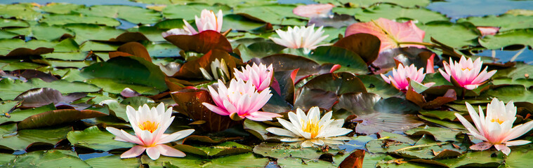 Pink lotuses in clear water. Water lilies in the pond.