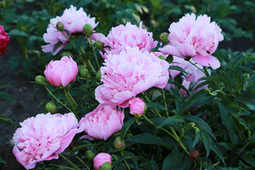 pink peonies