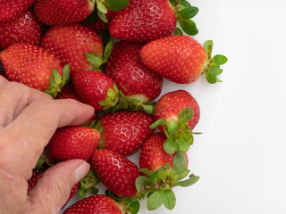 Old hand picks strawberry from white bowl and white background. Top view. Copy space.