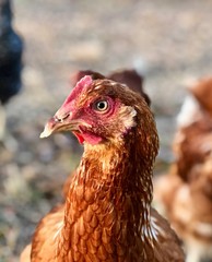 Making Friends with a Hen