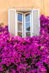 Fototapeta na wymiar window with flowers - Rome - Italy