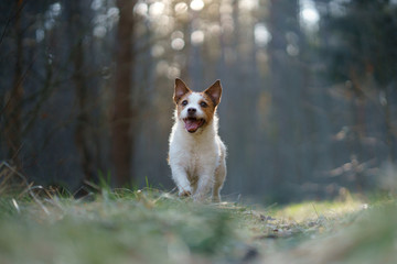 the dog runs in the forest. Active pet in nature. Little Jack Russell Terrier