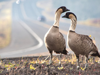 ハワイの州鳥　ハワイの鳥　ネネ
