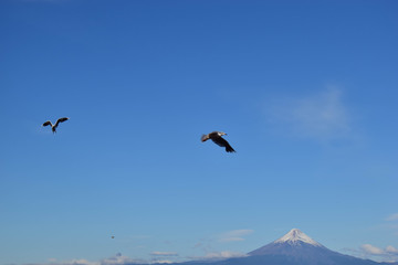 Birds flying over a volcano