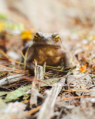 
Big toad in a beautiful autumn