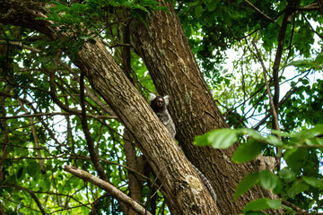 Fototapeta premium Little monkey in a tree. Wild animal in its natural habitat.