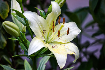 Obraz premium White lily close-up on a dark background.