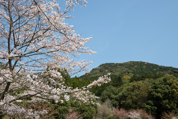 山をバックに青空の下のソメイヨシノの花