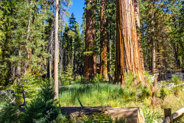 Giant sequoia trees in Mariposa Grove, Yosemite National Park, California