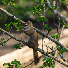 Naklejka na ściany i meble Red squirrel munching on leaves, perched on tree branch.