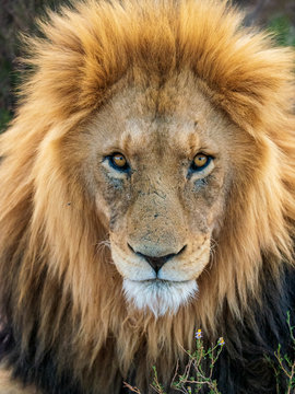 portrait of a male lion