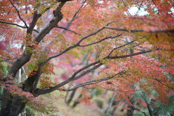 nature in Japan