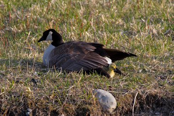 canada goose on the grass
