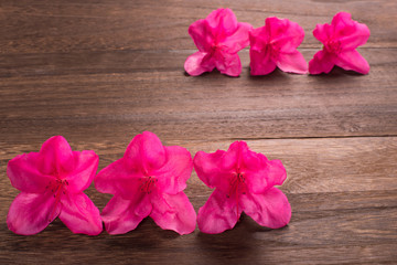 朱色のエキナセアの花花 Wall Mural Wallpaper Murals Varts