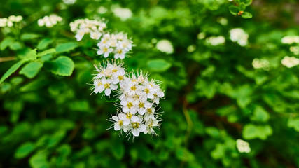 white blooming flowers on a tree branch. blurred background, General plan color