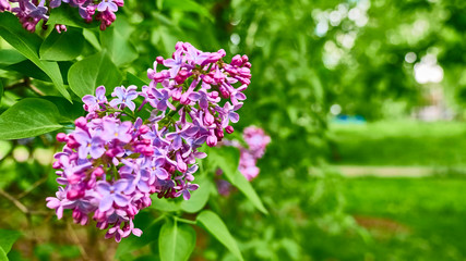purple lilac flowers on a branch in spring. blurred background, General plan color