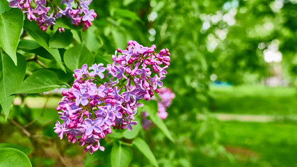 purple lilac flowers on a branch in spring. blurred background, General plan color