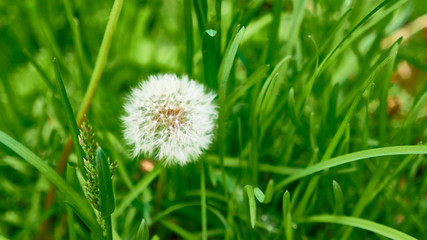 fluffy dandelion in the green grass, General plan color
