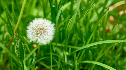 fluffy dandelion in the green grass, General plan color