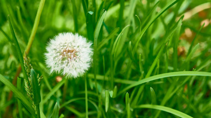 fluffy dandelion in the green grass, General plan color