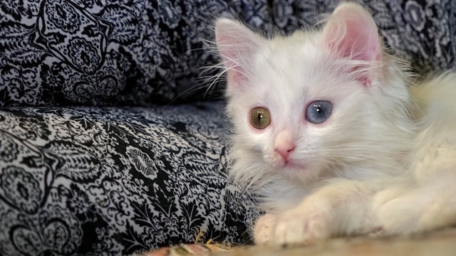 a white kitten is lying on her lap color