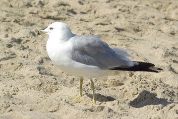 Seagull Closeup in profile alone on a sandy summer beach