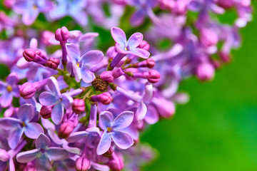 macro purple lilac flowers on a branch in spring. blurred background, color