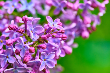 Fototapeta na wymiar macro purple lilac flowers on a branch in spring. blurred background, color