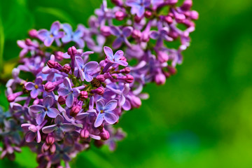 Obraz na płótnie Canvas macro purple lilac flowers on a branch in spring. blurred background, color