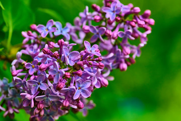 Obraz premium macro purple lilac flowers on a branch in spring. blurred background, color
